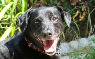 5 conseils pour garder son chien en bonne santé