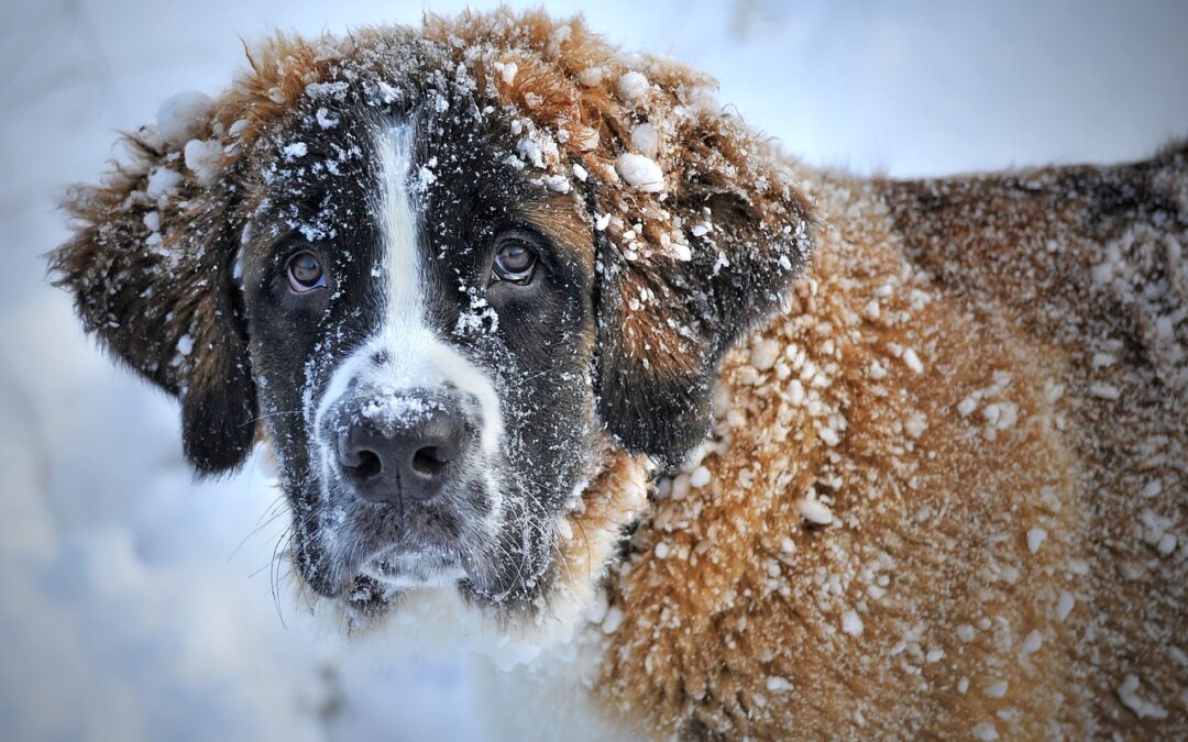 Comment protéger son chien du froid pendant l’hiver ?
