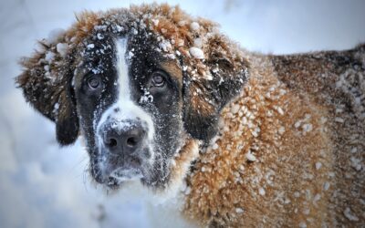 Comment protéger son chien du froid pendant l’hiver ?