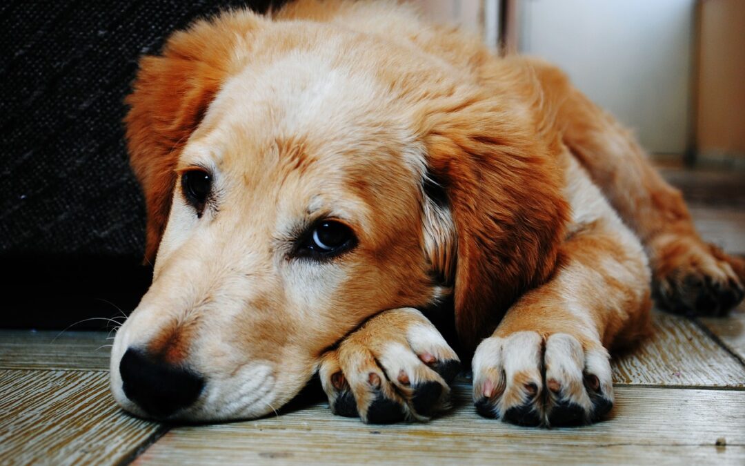 Tout ce qu’il faut savoir sur son chien