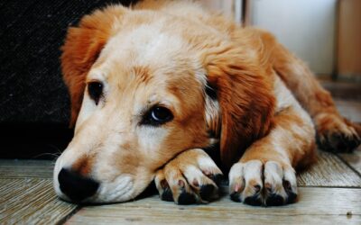 Tout ce qu’il faut savoir sur son chien