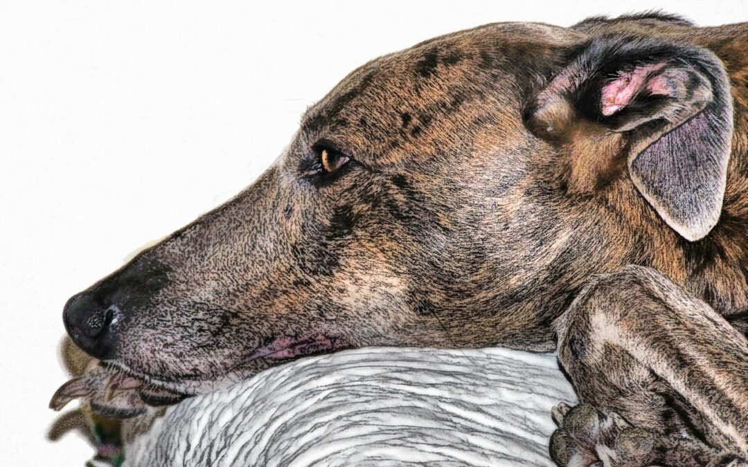 La sénilité chez les animaux explose