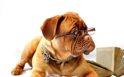 Quel âge à votre chien?
