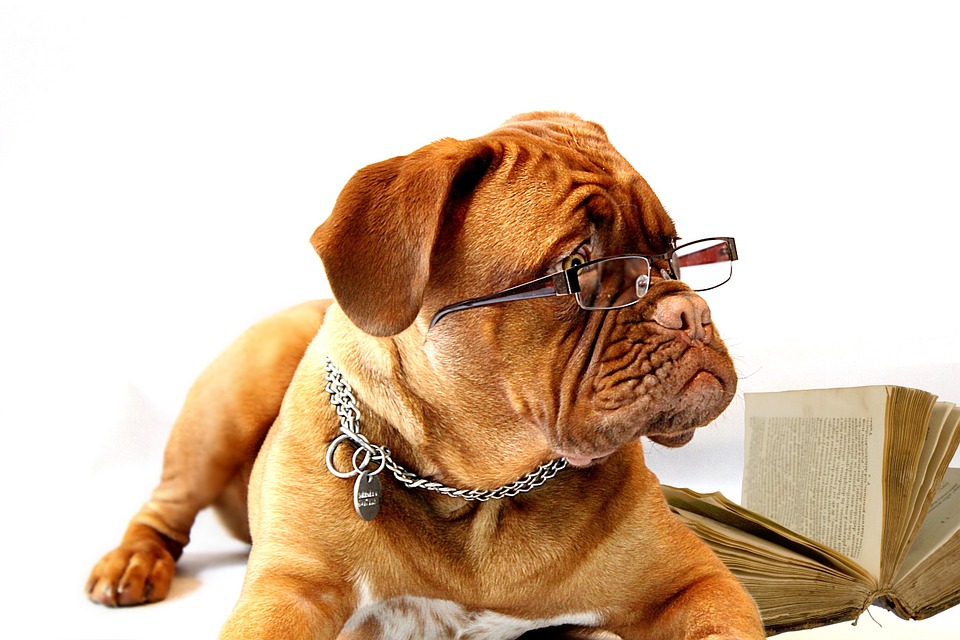Quel âge à votre chien?