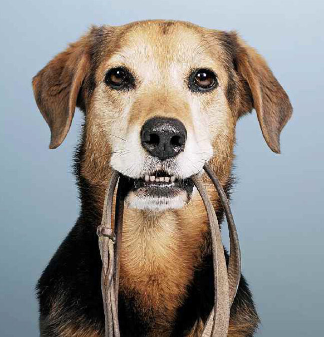 « Mon chien » – la nouvelle brochure de l’OSAV sur les chiens