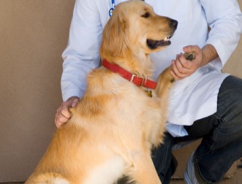 L’arthrose du chien : comment détecter et soulager les douleurs de votre animal