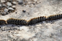 Ces larves ont peu de prédateurs. Le coucou et la mésange à huppe sont parmi les rares oiseaux à oser s’y attaquer. (Image: Martin Siepmann/Corbis )