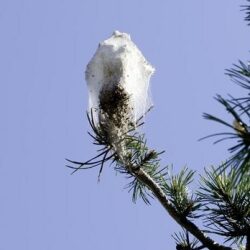 Chenilles processionnaires – Attention danger !