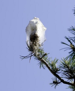 Le nid de soie est bien visible sur ce pin du parc de Budé. (Image: Christian Bonzon)