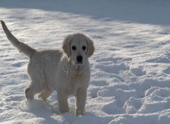 Le chien et la neige : 4 conseils pour le protéger