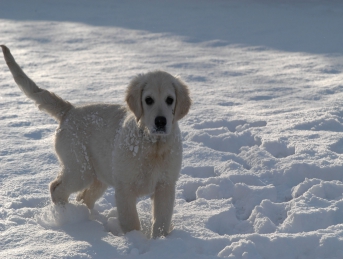Le chien et la neige : 4 conseils pour le protéger