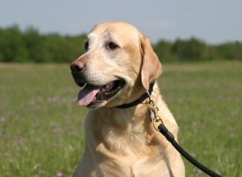 Le chien et le printemps