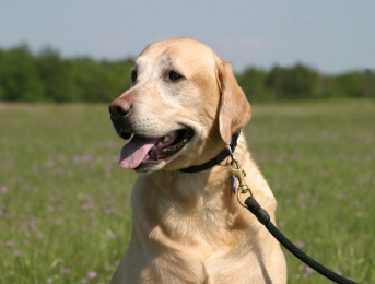 Le chien et le printemps