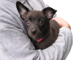 10 choses que nous faisons aux chiens mais que ceux-ci détestent