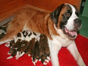 StBernard1