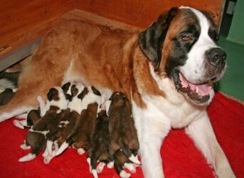 Neufs petits St-Bernard naissent à Martigny