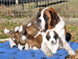 StBernard20