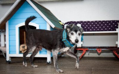 Le plus vieux chien du monde vit à Vaulruz