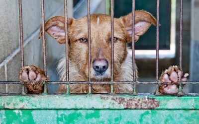 Adoption dans un refuge