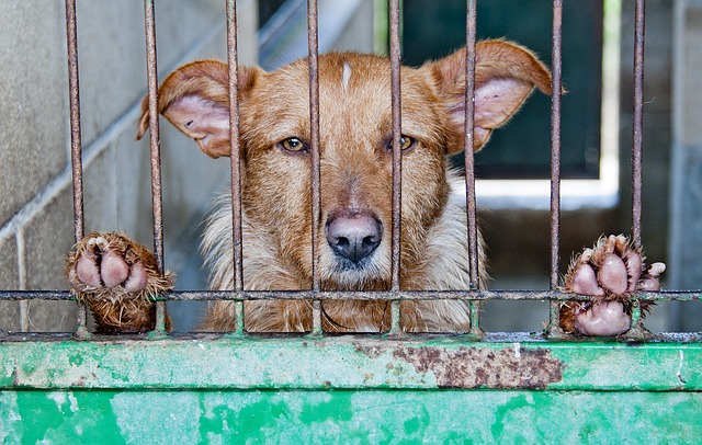 Adoption dans un refuge