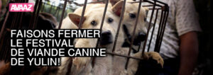 campaign_yulin_dogs