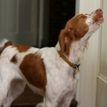 Mon chien aboie – Pourquoi et que faire?