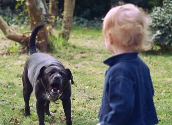 Chiens mordeurs de l’été : pourquoi sortent-ils les crocs ?