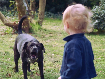 Chiens mordeurs de l’été : pourquoi sortent-ils les crocs ?