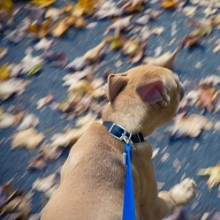 Mon chien tire en laisse: Pourquoi et que faire?