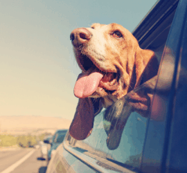 Mon chien et la voiture