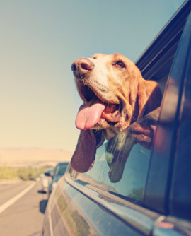 Mon chien et la voiture