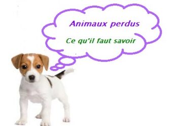 Animaux perdus ou trouvés… que faire ?