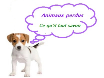 Animaux perdus ou trouvés… que faire ?
