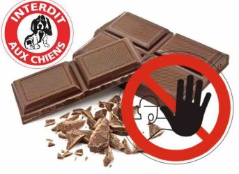 Pâques : le chocolat est strictement interdit aux chiens !
