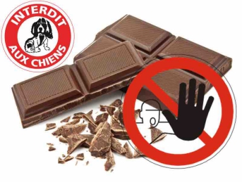 Pâques : le chocolat est strictement interdit aux chiens !