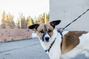 Printemps : Chiens en laisse jusqu’au 15 juillet