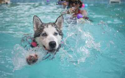 Mon chien à la plage, à la montagne, à la piscine : les précautions