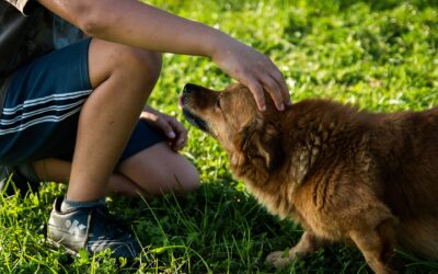 Caresser un chien