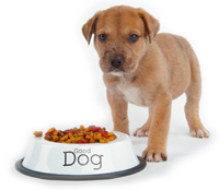 dog_food0