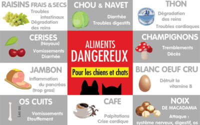 7 aliments les plus dangereux pour les chiens et chats