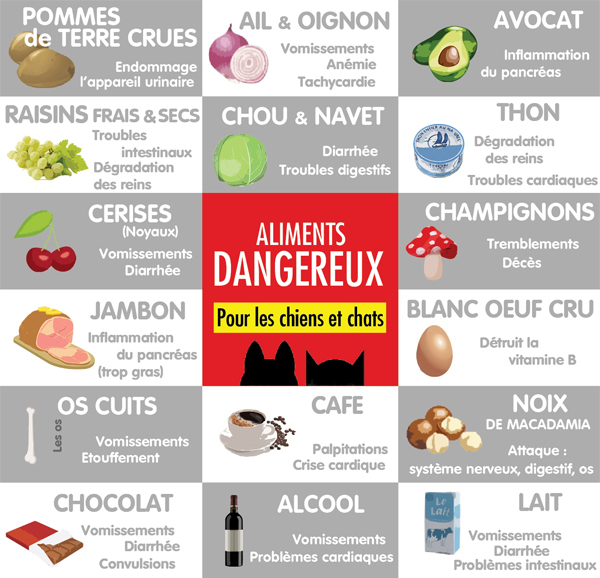 7 aliments les plus dangereux pour les chiens et chats