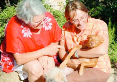 En Espagne, le lévrier est un chien Martyr