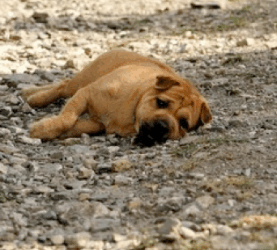 Comment protéger son chien de la chaleur cet été ?