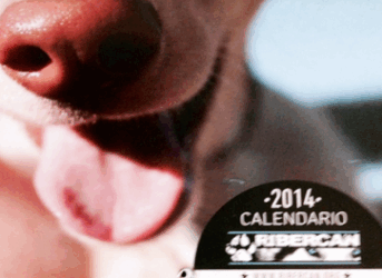 Commandez le calendrier 2014 du refuge Ribercan !