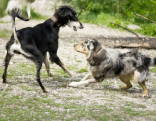 Un chien remue la queue n’est pas forcément heureux