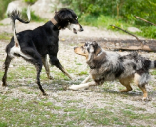 Un chien remue la queue n’est pas forcément heureux