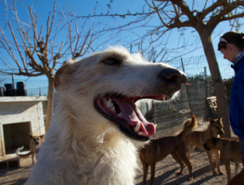 Visite du refuge Ribercan au mois de mars 2013 – Les photos sont là!