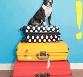 Que faire du chien durant les vacances