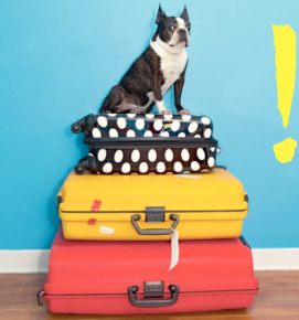 Que faire du chien durant les vacances