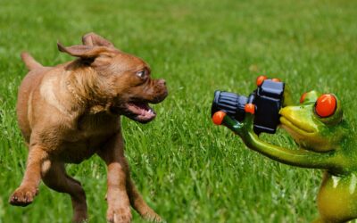 Réussir ses photos d’animaux
